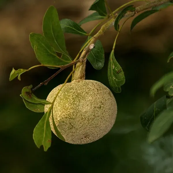 Wood_Apple_Grafted_Fruit_Plant_Bael