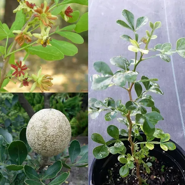 Wood_Apple_Grafted_Fruit_Plant_Bael