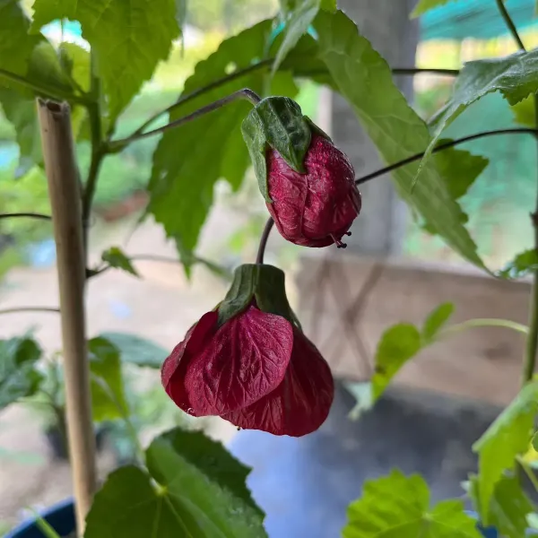 Lantern_Hibiscus_Flower_Plant_Red
