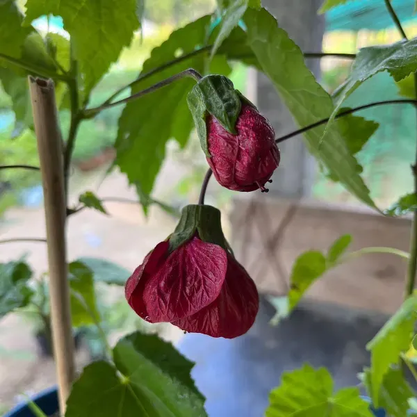 Lantern_Hibiscus_Flower_Plant_Red