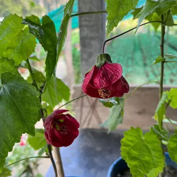 Lantern_Hibiscus_Flower_Plant_Red