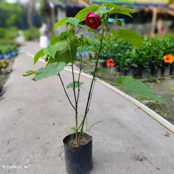 Lantern_Hibiscus_Flower_Plant_Red