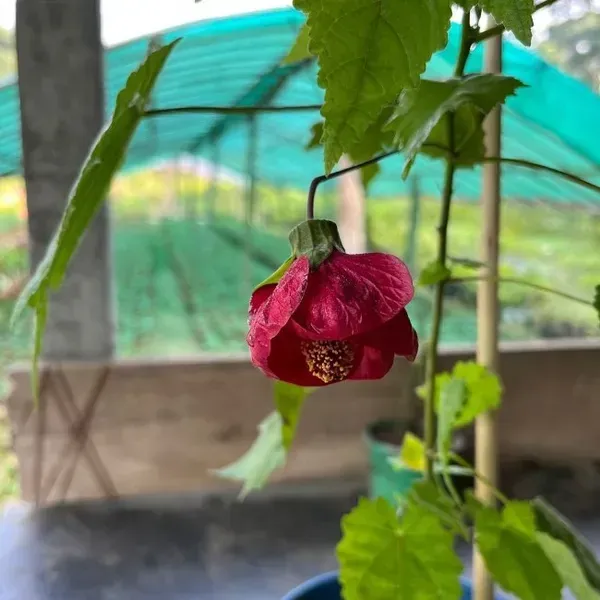 Lantern_Hibiscus_Flower_Plant_Red