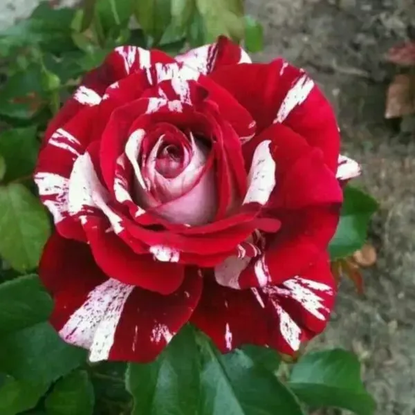 Abracadabra_Rose_Flower_Plant_For_Home_Garden