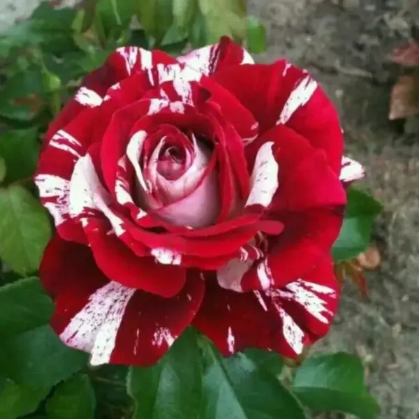 Abracadabra_Rose_Flower_Plant_For_Home_Garden