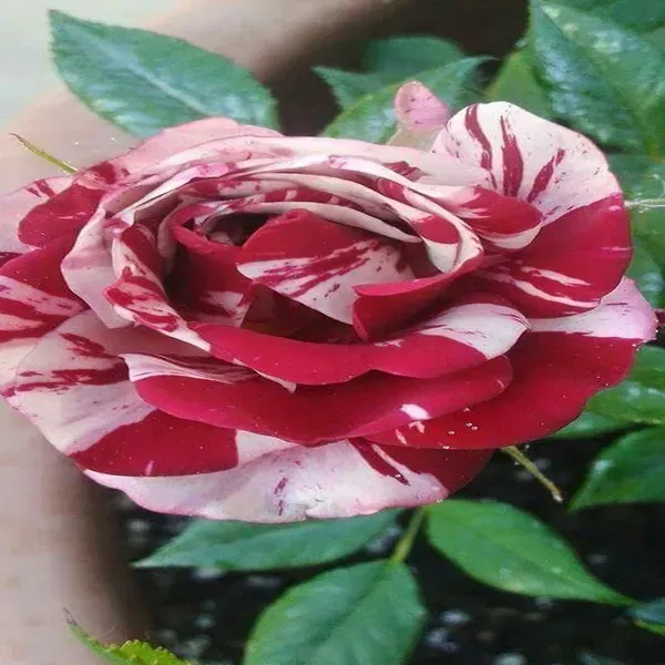 Abracadabra_Rose_Flower_Plant_For_Home_Garden