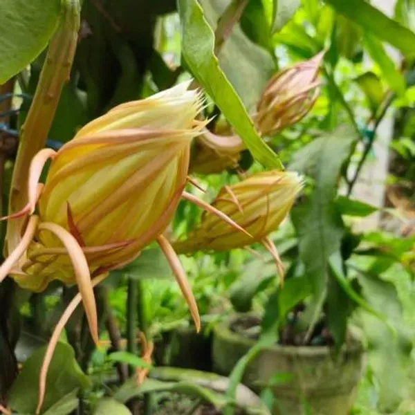 Brahma_Kamal_Flower_Plant_Yellow