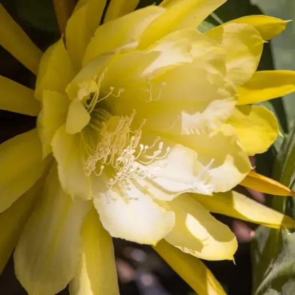 Brahma_Kamal_Flower_Plant_Yellow