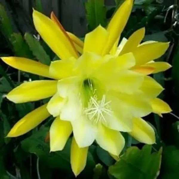Brahma_Kamal_Flower_Plant_Yellow
