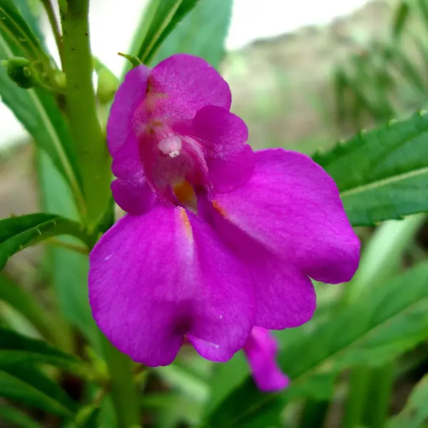 Impatiens_Balsamina_Dopati_Purple