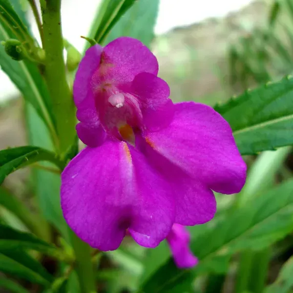 Impatiens_Balsamina_Dopati_Purple