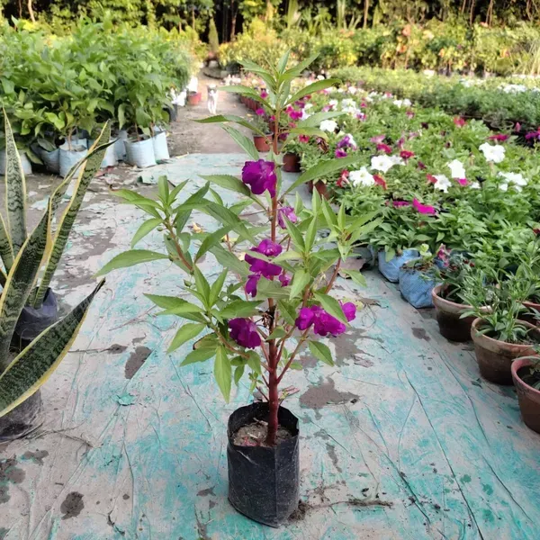 Impatiens_Balsamina_Dopati_Purple