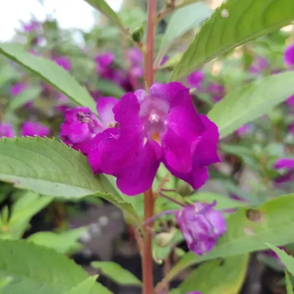 Impatiens_Balsamina_Dopati_Purple