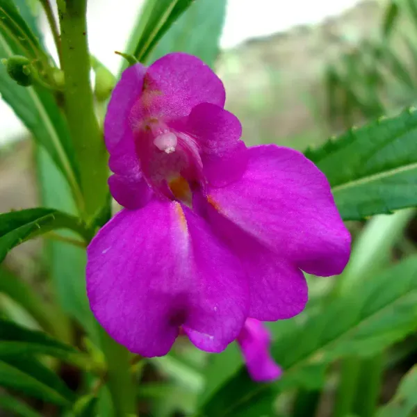 Impatiens_Balsamina_Dopati_Purple