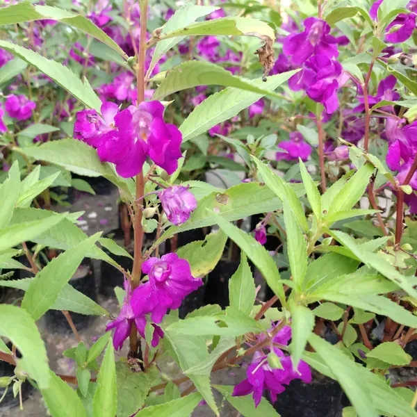 Impatiens_Balsamina_Dopati_Purple
