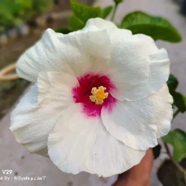 American_Variety_Big_Leaves_Hibiscus_Flower_Plants_White