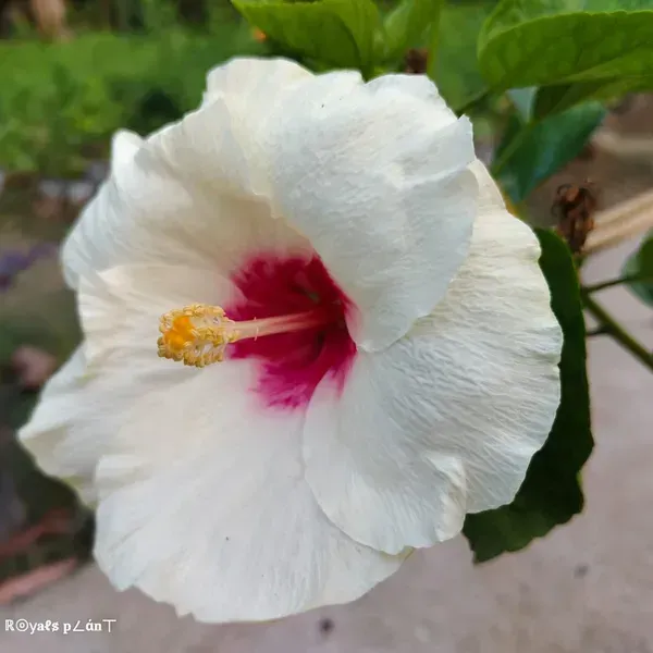 American_Variety_Big_Leaves_Hibiscus_Flower_Plants_White