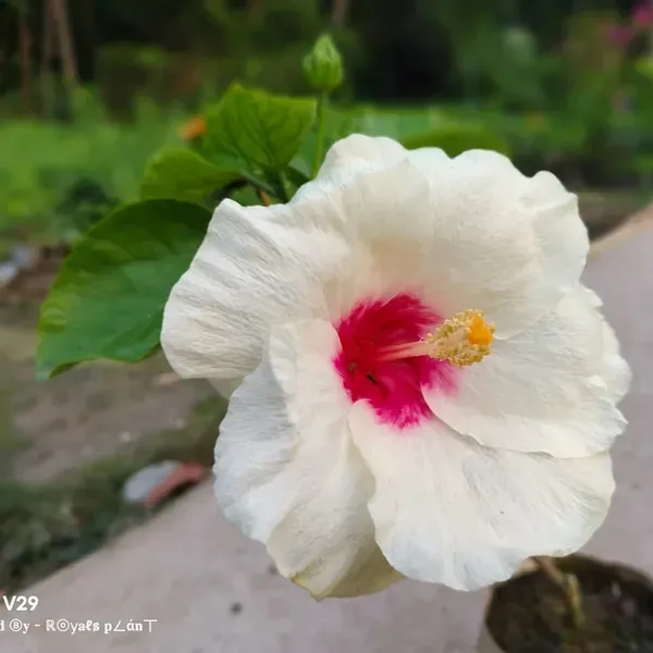 American_Variety_Big_Leaves_Hibiscus_Flower_Plants_White