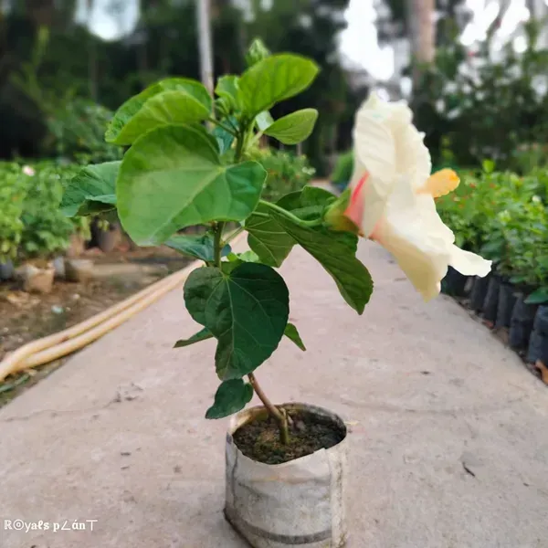 American_Variety_Big_Leaves_Hibiscus_Flower_Plants_White
