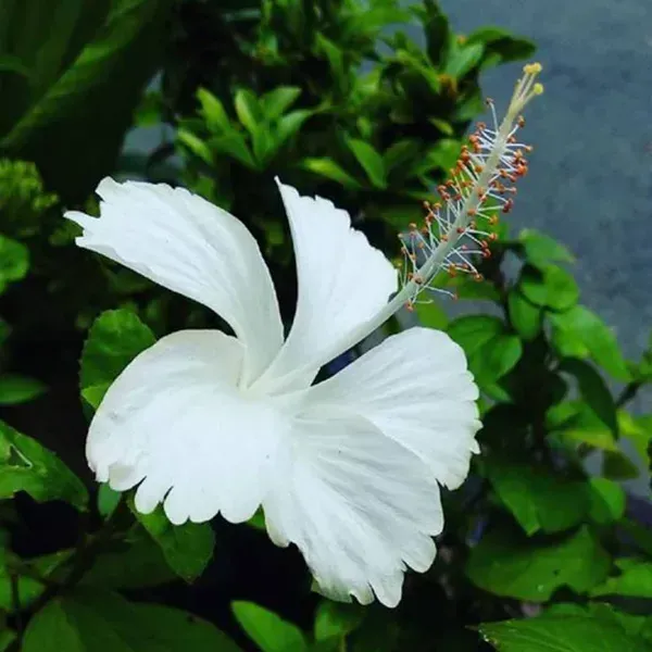 Hibiscus_Flower_Plant_White_For_Home_Garden