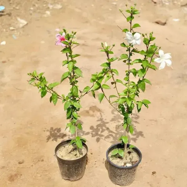 Hibiscus_Flower_Plant_White_For_Home_Garden