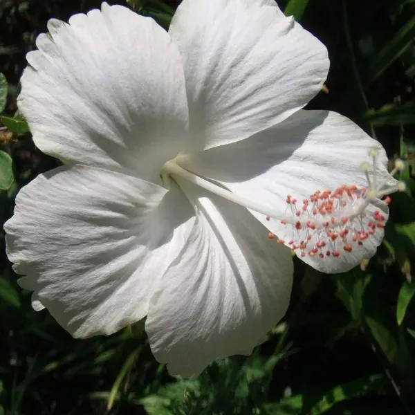 Hibiscus_Flower_Plant_White_For_Home_Garden