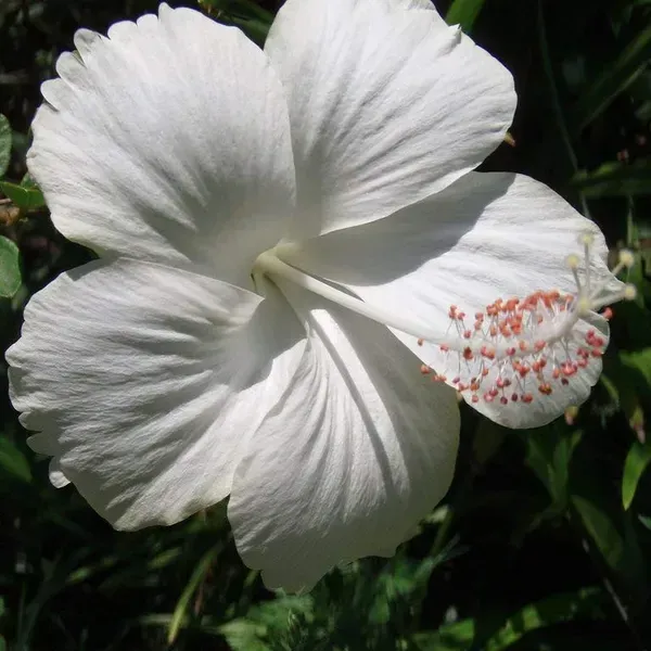 Hibiscus_Flower_Plant_White_For_Home_Garden