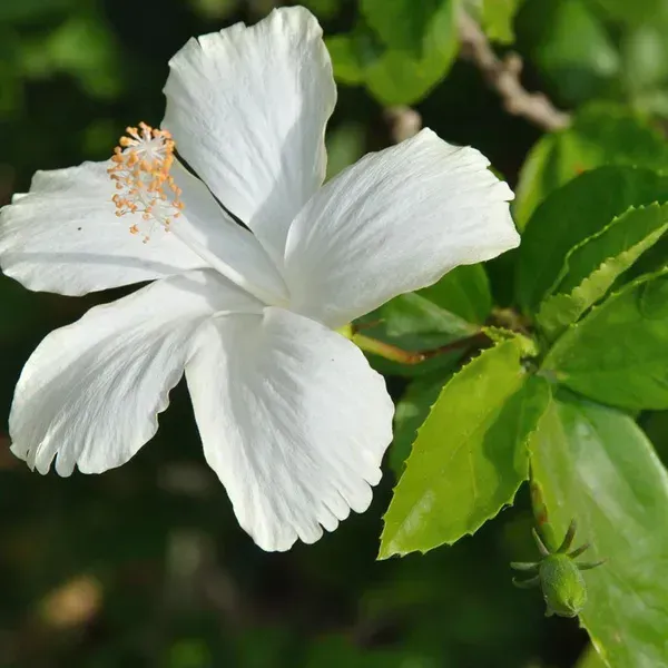 Hibiscus_Flower_Plant_White_For_Home_Garden