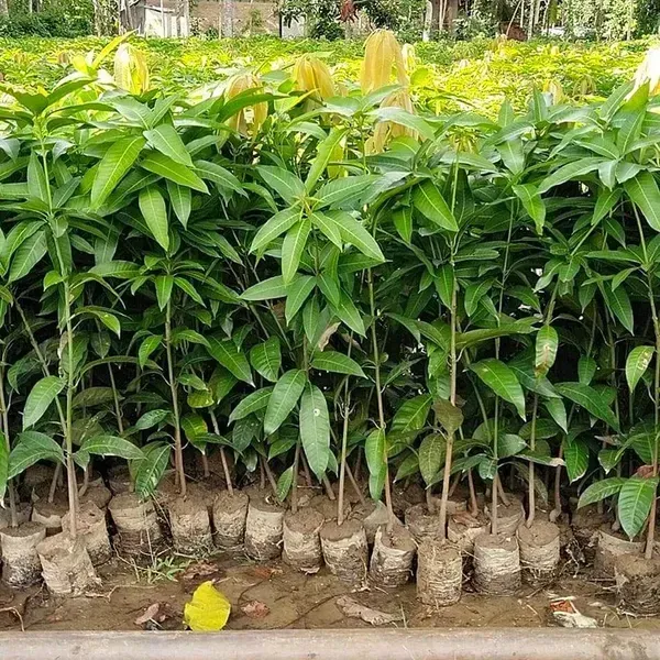 Langra_Mango_Fruit_Plant_For_Home_Garden