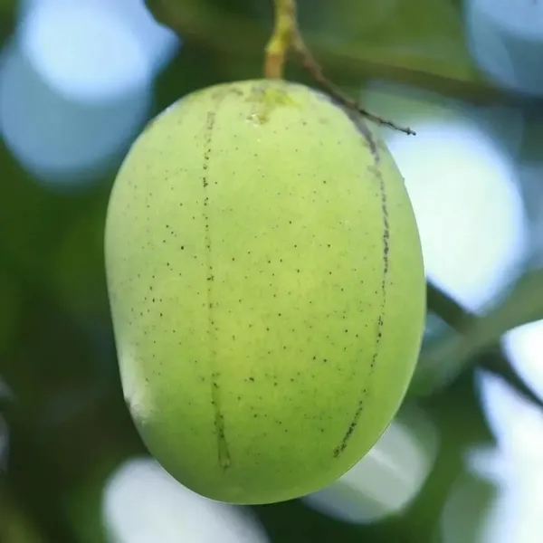 Langra_Mango_Fruit_Plant_For_Home_Garden