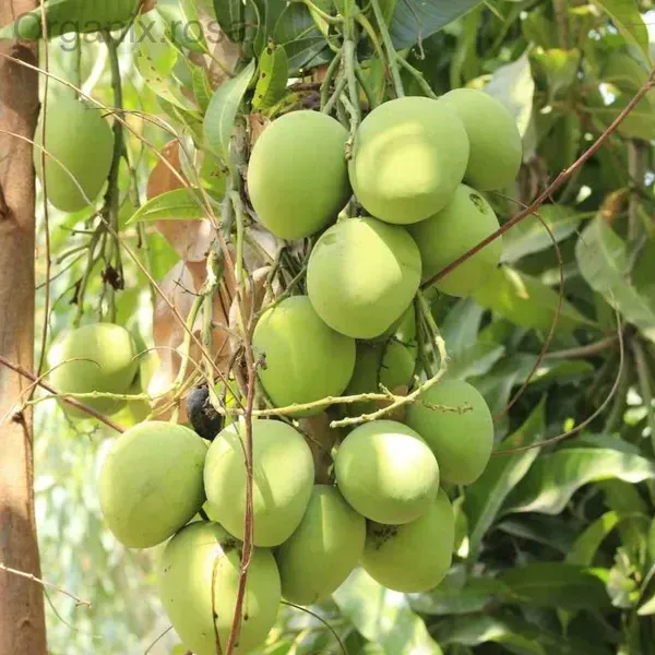 Langra_Mango_Fruit_Plant_For_Home_Garden