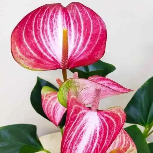 Anthurium_Andreanum_Pink_White_Gift_Plants