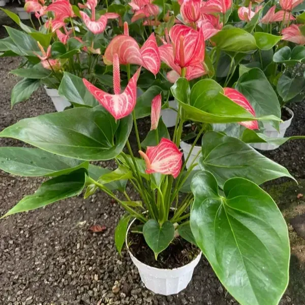 Anthurium_Andreanum_Pink_White_Gift_Plants
