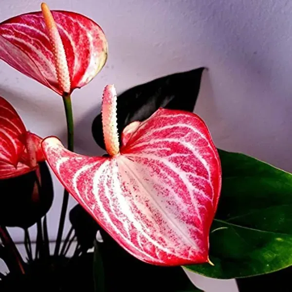 Anthurium_Andreanum_Pink_White_Gift_Plants