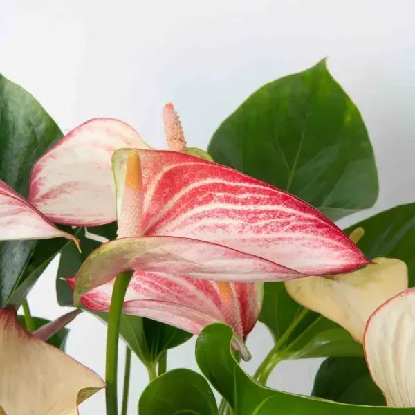 Anthurium_Andreanum_Pink_White_Gift_Plants