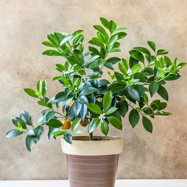 Vietnam_All_Time_Sweet_Orange_Grafted_Fruit_Plant