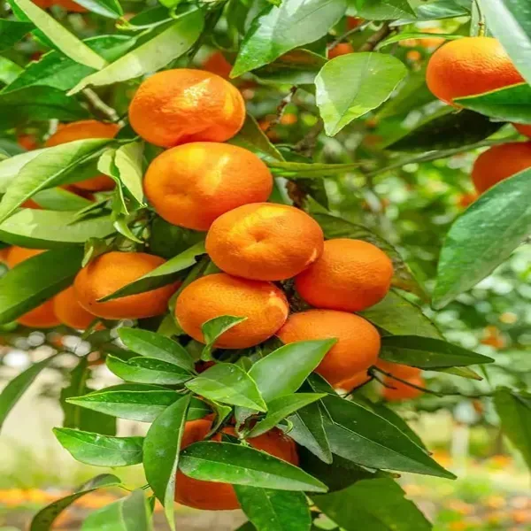 Vietnam_All_Time_Sweet_Orange_Grafted_Fruit_Plant