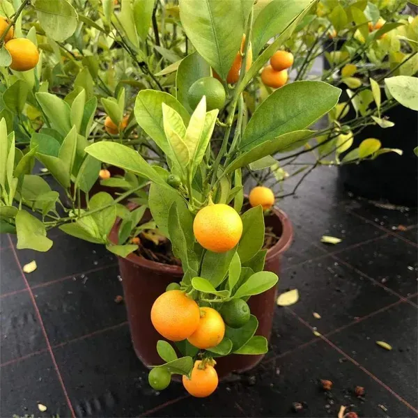 Vietnam_All_Time_Sweet_Orange_Grafted_Fruit_Plant