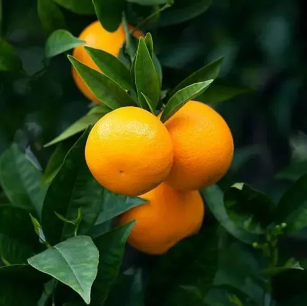 Vietnam_All_Time_Sweet_Orange_Grafted_Fruit_Plant