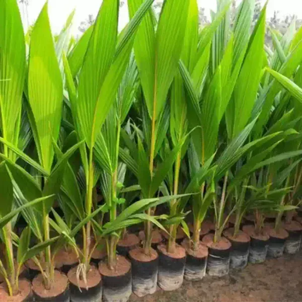 Kerala_Coconut_Fruit_Plant_For_Home_Garden
