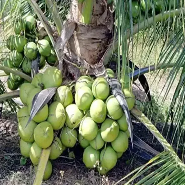 Kerala_Coconut_Fruit_Plant_For_Home_Garden