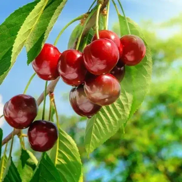 Kashmiri_Sweet_Red_Cherry_Grafted_Fruit_Plant
