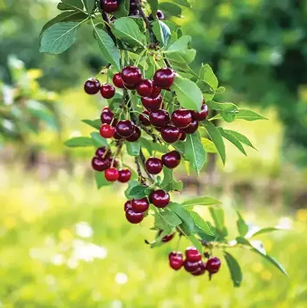 Kashmiri_Sweet_Red_Cherry_Grafted_Fruit_Plant