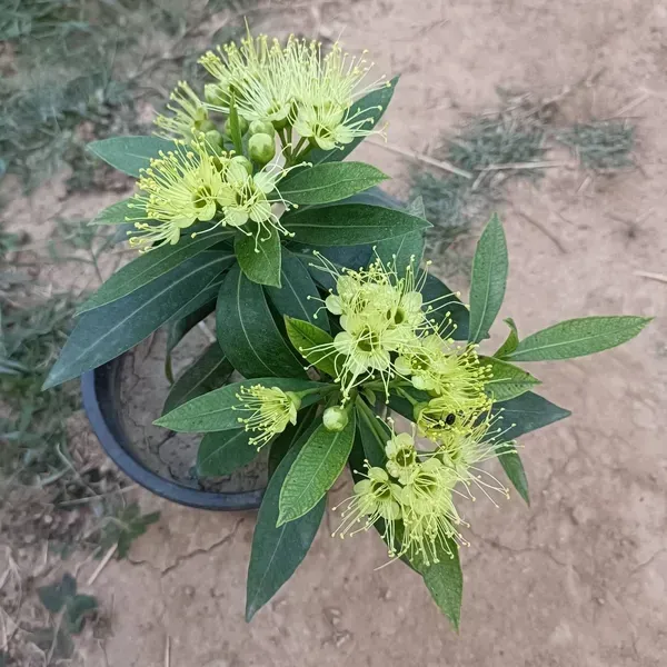 Xanthostemon_Chrysanthus_First_Love_Flower_Plant_Yellow