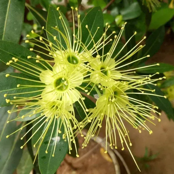 Xanthostemon_Chrysanthus_First_Love_Flower_Plant_Yellow