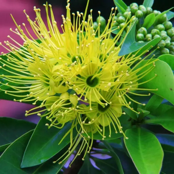 Xanthostemon_Chrysanthus_First_Love_Flower_Plant_Yellow
