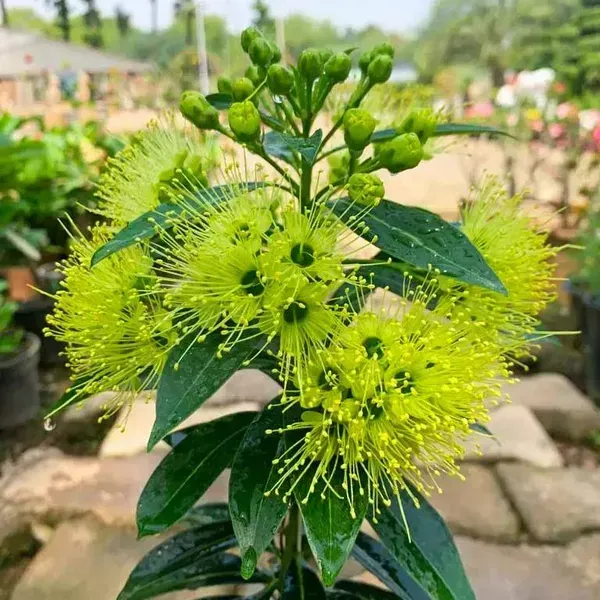 Xanthostemon_Chrysanthus_First_Love_Flower_Plant_Yellow