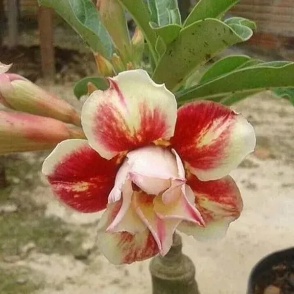 Adenium_Flower_Plants_Combo_Pack_Of_6