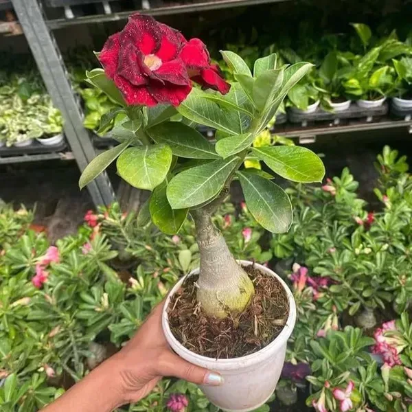 Adenium_Flower_Plants_Combo_Pack_Of_6