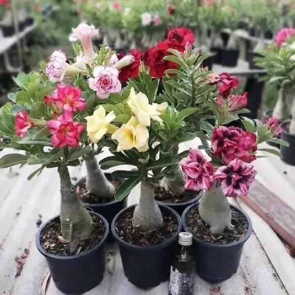 Adenium_Flower_Plants_Combo_Pack_Of_6